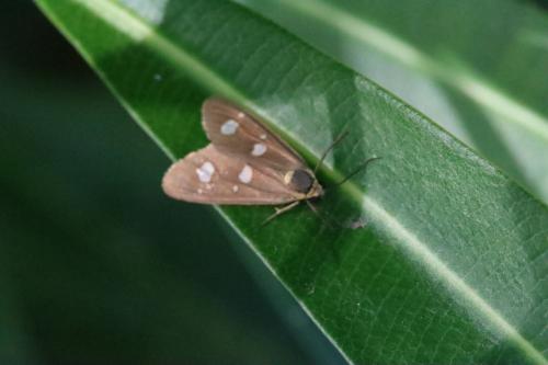 Dysauxes famula